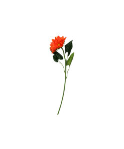 Single gerbera in orange colour