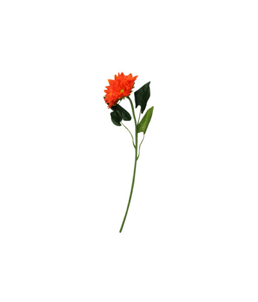 Single gerbera in orange colour