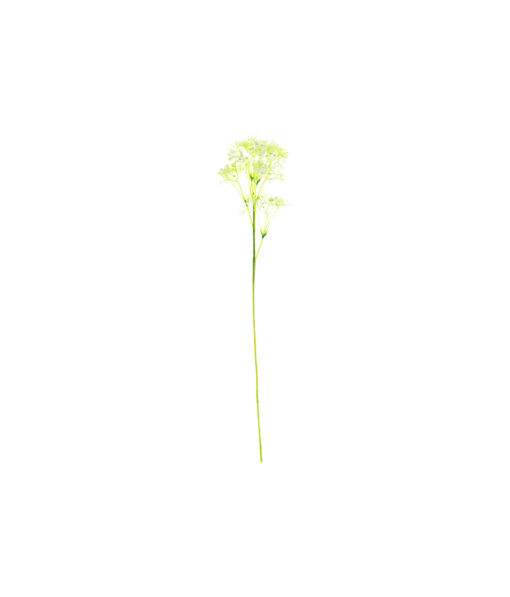 Baby's Breath Stem 61cm