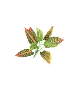 Red Striped Evergreen Leaf 9 Head 36cm