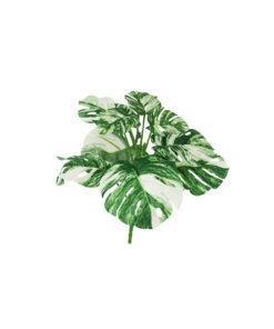 Striated Monstera 9 Head 28cm