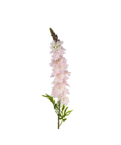 Light Pink Delphinium Stems 31 Flowers 105cm