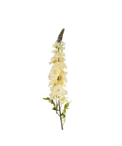 Champagne Delphinium Flower 31 Stems 105cm