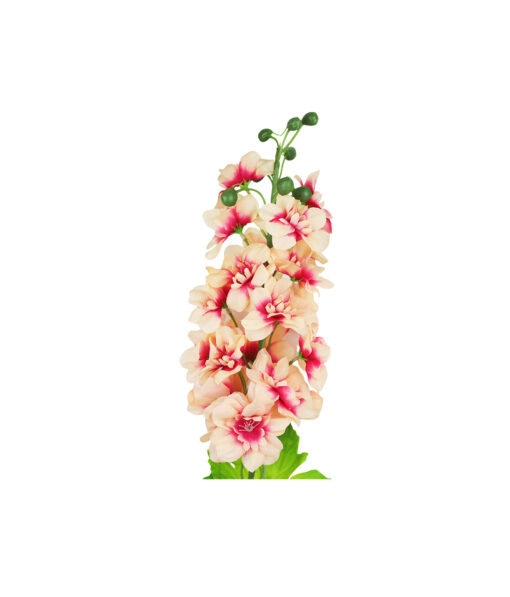 Peach Delbine Singe Flower 80cm