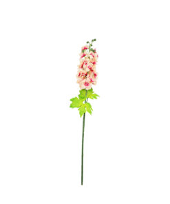 Peach Delbine Singe Flower 80cm