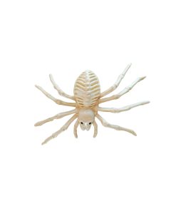 skeleton spider halloween decoration