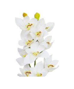 White Orchid With Yellow Stamen 71cm