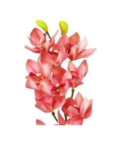 Pink Orchid With Pink Stamen 71cm