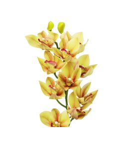 Light Yellow Orchid With Pink Stamen 71cm