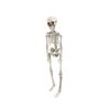 skeleton 42cm