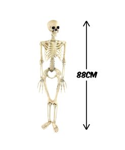 skeleton 88cm