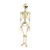 skeleton 88cm