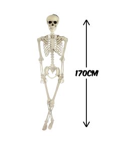 skeleton 170cm