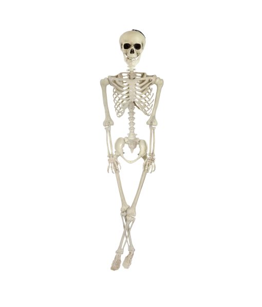 skeleton 170cm