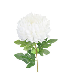 White Single Chrysanthemum Pongee 70cm