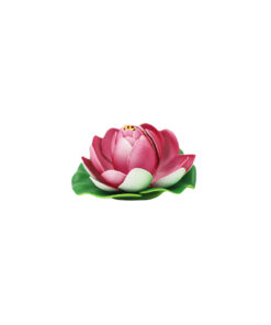 Pink Floating Water Lily 10cm