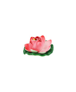 Pastel Red Floating Water Lily 10cm