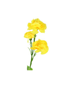 Single Carnation 3 bunch 64cm